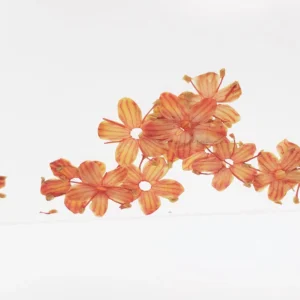 12 pcs Nail Art Dried Flowers